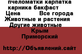 пчеломатки карпатка карника бакфаст F-1 › Цена ­ 800 - Все города Животные и растения » Другие животные   . Крым,Приморский